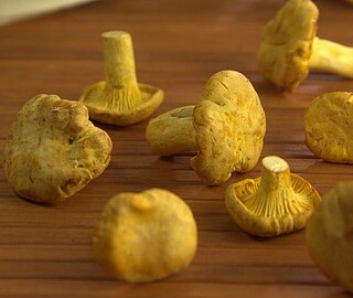 Pfifferlinge ausgesucht klein 